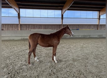 Zangersheider, Stallion, 1 year, Chestnut-Red, in Wipperfürth,