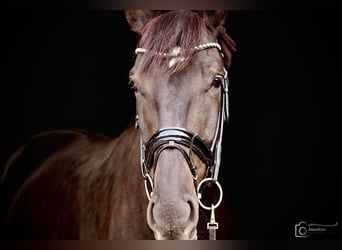 Caballo castrado 6 años