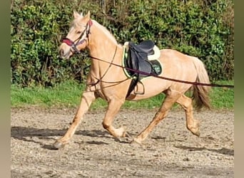 Welsh D (Cob), Mare, 13 years, 15 hh, Palomino, in Derry,