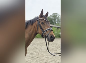 Poney de selle allemand, Hongre, 3 Ans, 146 cm, Buckskin, in Ottersberg