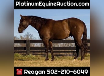 American Quarter Horse, Wallach, 8 Jahre, Rappe, in LaGrange KY,