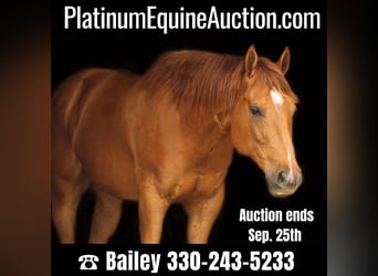 Quarter horse américain, Hongre, 11 Ans, 147 cm, Alezan brûlé, in Huntsville TX,
