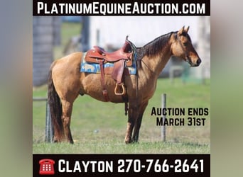 American Quarter Horse, Gelding, 10 years, Buckskin, in Sonora KY,