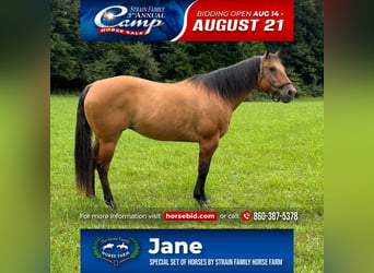 American Quarter Horse, Mare, 12 years, 15,1 hh, Dun, in Granby, CT,