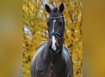 German Sport Horse, Stallion, Brown, in Werder,