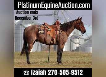 Quarter horse américain, Hongre, 10 Ans, 150 cm, Roan-Bay, in Sonora KY,