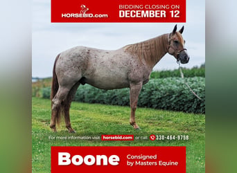 Quarter horse américain, Hongre, 7 Ans, 152 cm, in Dalton, OH,