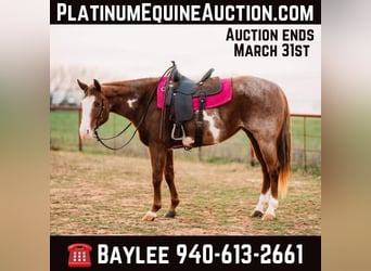 American Quarter Horse, Merrie, 7 Jaar, 152 cm, Overo-alle-kleuren, in Wichita Falls,