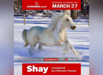 Gypsy Horse, Mare, 3 years, Buckskin, in Valley Springs, SD,