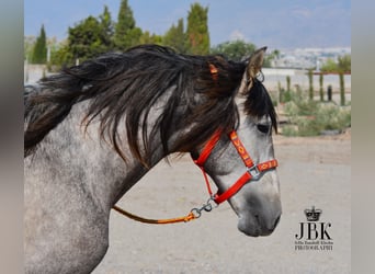 PRE, Stallion, 3 years, 15.2 hh, Gray, in Tabernas Almeria,
