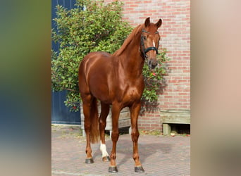 KWPN, Stallion, 2 years, 16.1 hh, Chestnut-Red, in Rees,