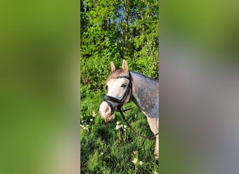 Welsh B, Mare, 6 years, 12,1 hh, Gray-Blue-Tan, in Emmen,