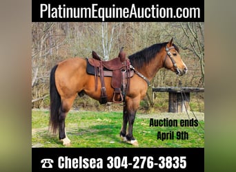 Quarter horse américain, Hongre, 8 Ans, 145 cm, Buckskin, in Blacksville WV,