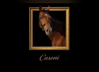 Holstein, Castrone, 9 Anni, 169 cm, Baio, in Niebüll