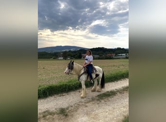 Reitbeteiligung 88074