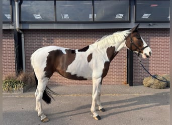 KWPN, Jument, 12 Ans, 165 cm, Tobiano-toutes couleurs, in Besancon