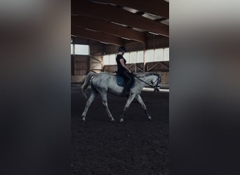 Lilu