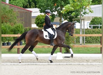 Hanoverian, Mare, 4 years, 16,2 hh, Smoky-Black, in Verden,