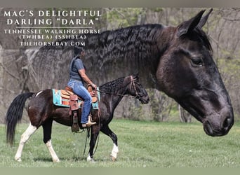 Tennessee walking horse, Merrie, 15 Jaar, 142 cm, Zwart, in Parkers Lake, KY