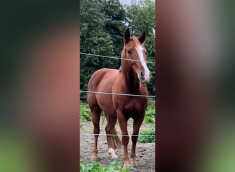American Quarter Horse, Stute, 4 Jahre, 150 cm, Fuchs, in Michendorf