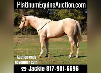 Quarter horse américain, Hongre, 8 Ans, 163 cm, Palomino, in Weatherford, TX,
