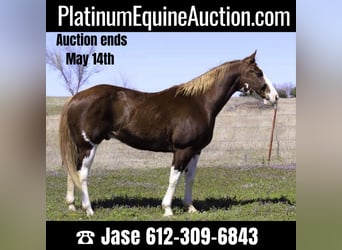 Paint Horse, Wallach, 11 Jahre, 150 cm, Dunkelfuchs, in Stillwater OK,