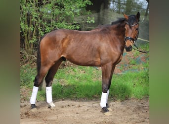 Irish Sport Horse Mix, Wallach, 4 Jahre, 164 cm, Brauner, in Uelsen