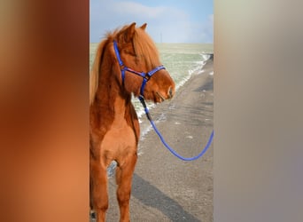 Islandpferd, Wallach, 5 Jahre, Fuchs, in Stra&#xDF;walchen