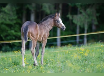 Quarter horse américain, Étalon, Poulain (03/2024), Bai brun, in Oisnitz,