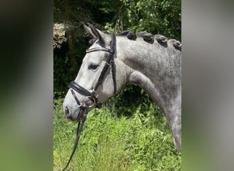 German Riding Pony, Mare, 4 years, 14,1 hh, Gray, in Rudelzhausen,