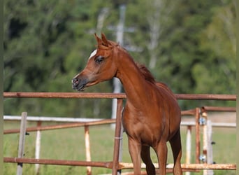 Arabian horses, Mare, Foal (01/2025), Chestnut-Red, in Jezow