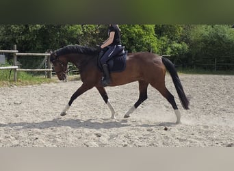 Hanoverian, Mare, 6 years, 16 hh, Brown, in Wachtendonk