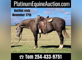 American Quarter Horse, Wallach, 6 Jahre, 152 cm, Schimmel, in Rising Star TX,