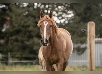 Deutsches Reitpony, Stute, 7 Jahre, 148 cm, Fuchs, in Buxtehude Buxtehude