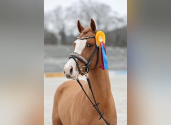 German Riding Pony, Stallion, 3 years, 14.1 hh, Chestnut-Red, in Ubstadt-Weiher,