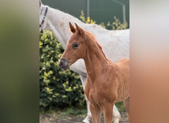 Oldenburg, Stallion, Foal (05/2024), Chestnut, in Gehrde,