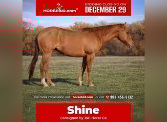 American Quarter Horse, Stute, 5 Jahre, 150 cm, Falbe, in Greenville