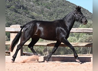 Menorquin, Mare, 3 years, 16,1 hh, Black, in Menorca