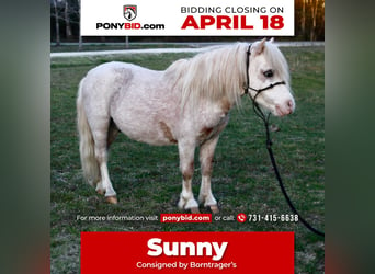 Meer ponys/kleine paarden, Ruin, 10 Jaar, 84 cm, Roan-Red, in Huntingdon, TN,