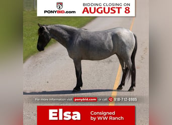 Plus de poneys/petits chevaux, Jument, 6 Ans, 127 cm, Rouan Bleu, in Sallisaw, OK,