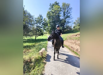 Suche Reitbeteiligung 