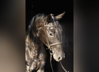 NRPS, Merrie, 8 Jaar, 165 cm, Appaloosa, in Geilenkirchen