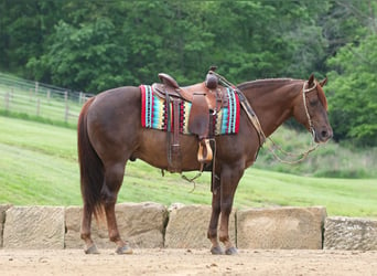 American Quarter Horse, Gelding, 5 years, 14.1 hh, Chestnut, in Millersburg,