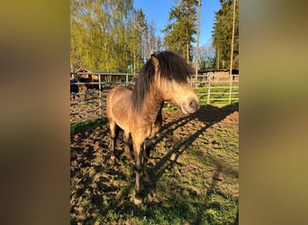 Pony Islandese, Stallone, 5 Anni, 142 cm, , in NehmsBlunk
