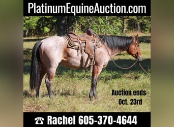 American Quarter Horse, Gelding, 7 years, 15.3 hh, Roan-Bay, in Rusk, TX,