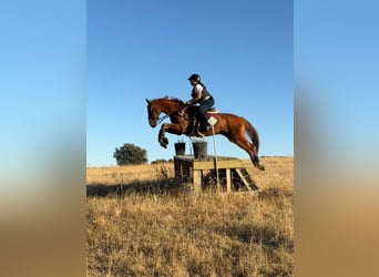 Anglo árabe, Caballo castrado, 10 años, 160 cm, Alazán, in Ávila