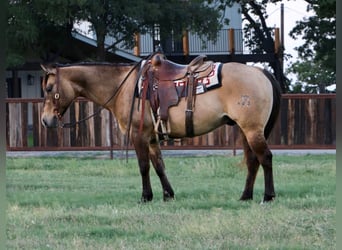 American Quarter Horse, Gelding, 9 years, 14.2 hh, Grullo, in Waco TX,
