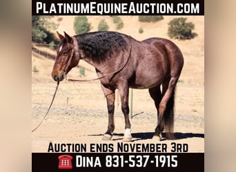 American Quarter Horse, Ruin, 9 Jaar, 147 cm, Roan-Red, in Paicines CA,