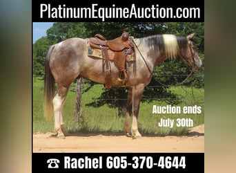 Quarter horse américain, Hongre, 7 Ans, 155 cm, Tobiano-toutes couleurs, in Rusk TX,