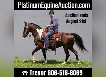 Kentucky Mountain Saddle Horse, Wallach, 9 Jahre, 152 cm, Tobiano-alle-Farben, in Whitley City,